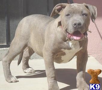 Puppies in Victorville